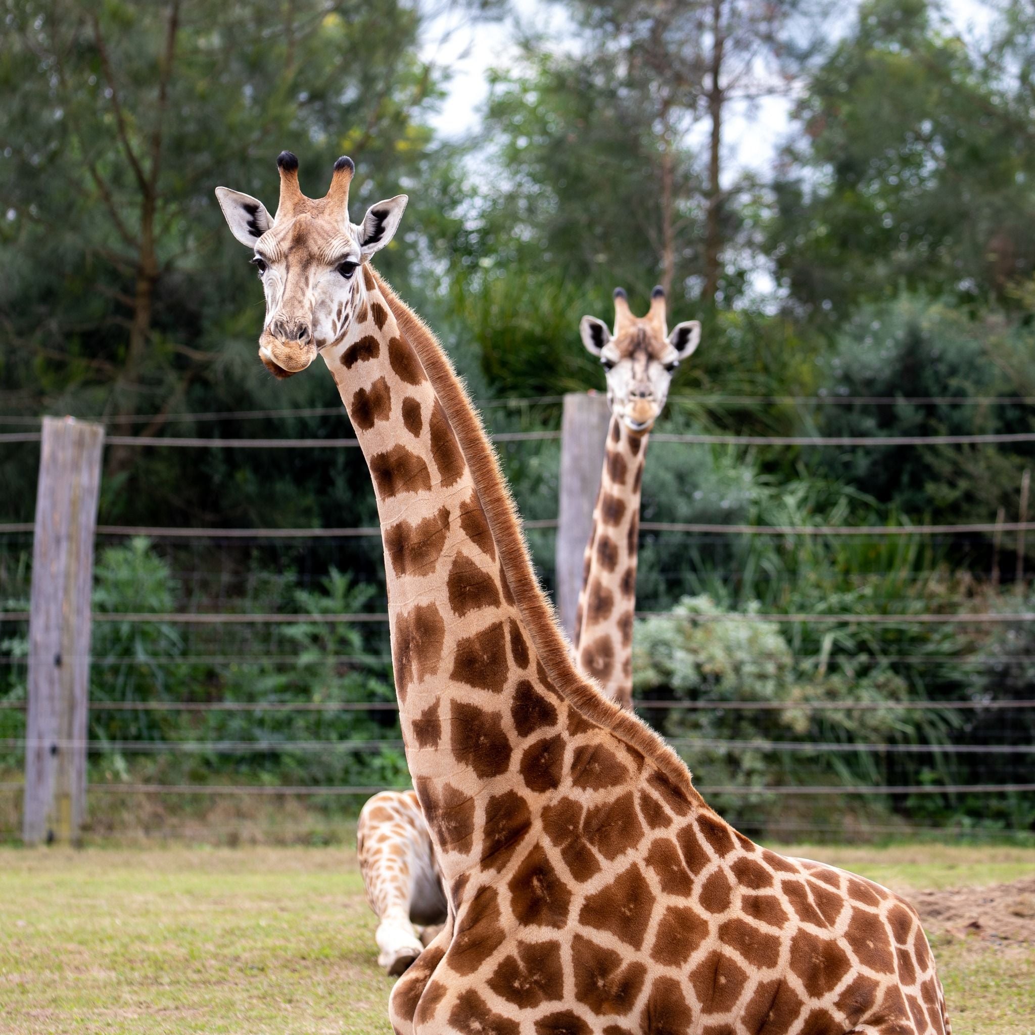 Sydney Zoo November Public Day Tour November 2022 Image -636ff9d6a8168